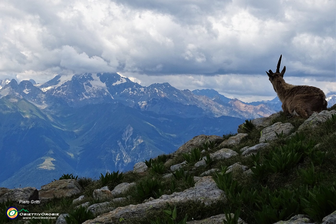 59 Stambecco  'unicorno' con vista in Disgrazia.JPG